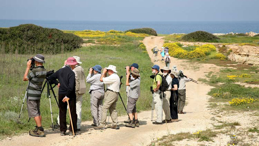 North Cyprus Birds