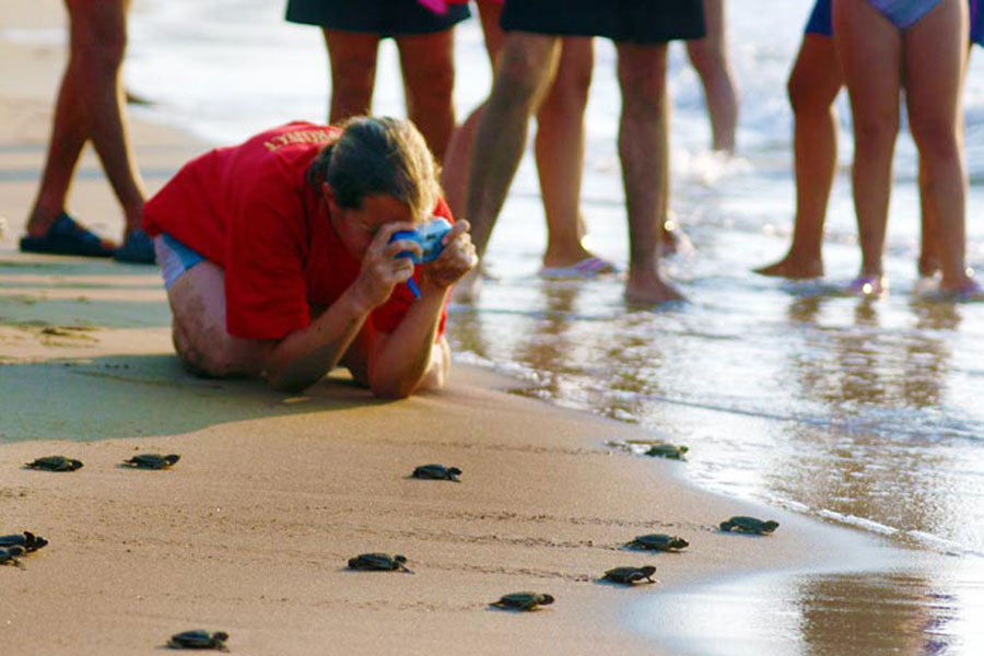 Turtle Watching in North Cyprus