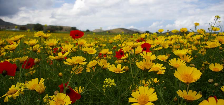 Wild flower and orchids of North Cyprus